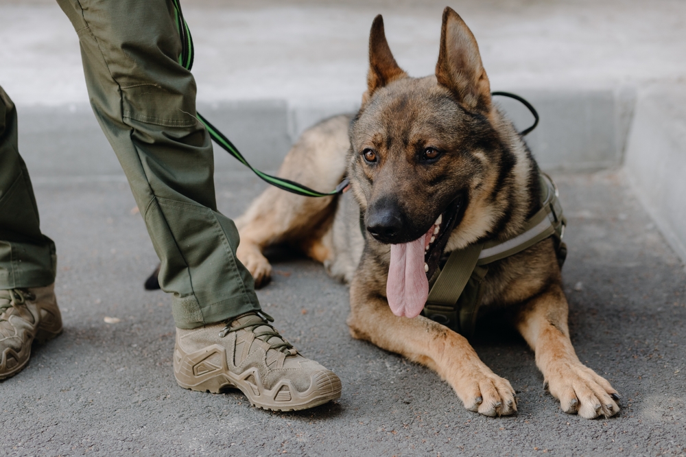 A German shepherd lies at the feet of a military man outdoors