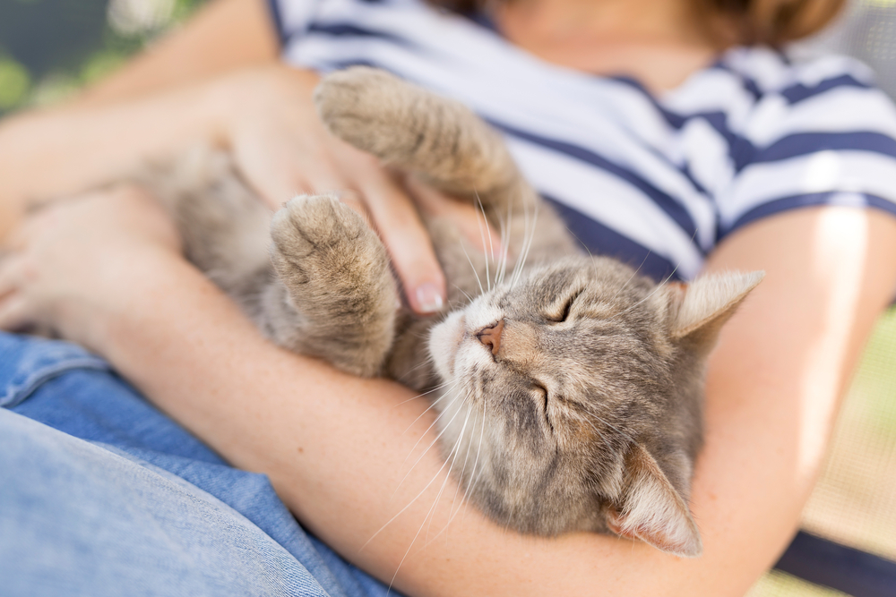 furry tabby cat lying on its owner's lap