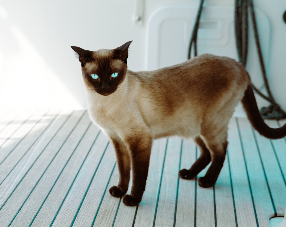 cat standing on the deck of boat