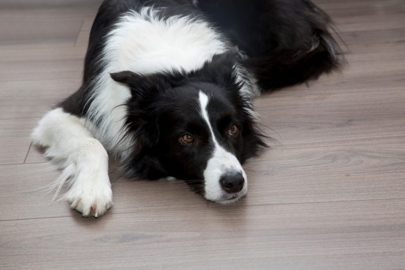 border collie dog lying on the floor