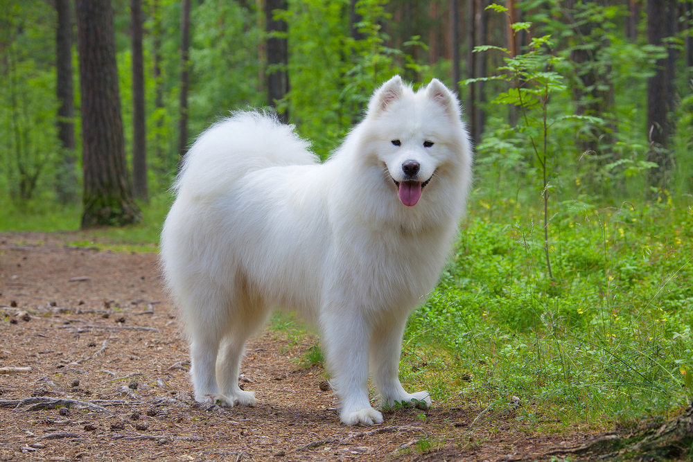 Samoyed dog in the summer forest