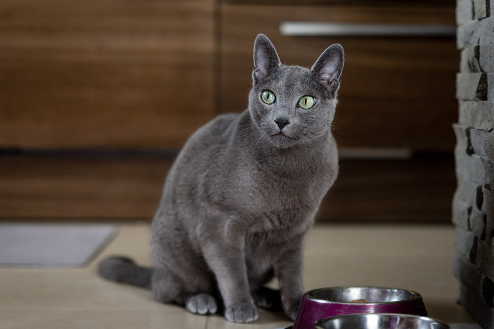 Russian Blue Cat eating