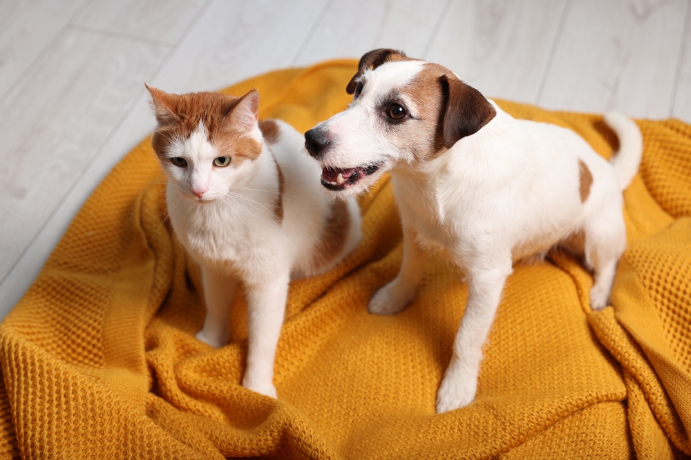 cat and dog on a blanket