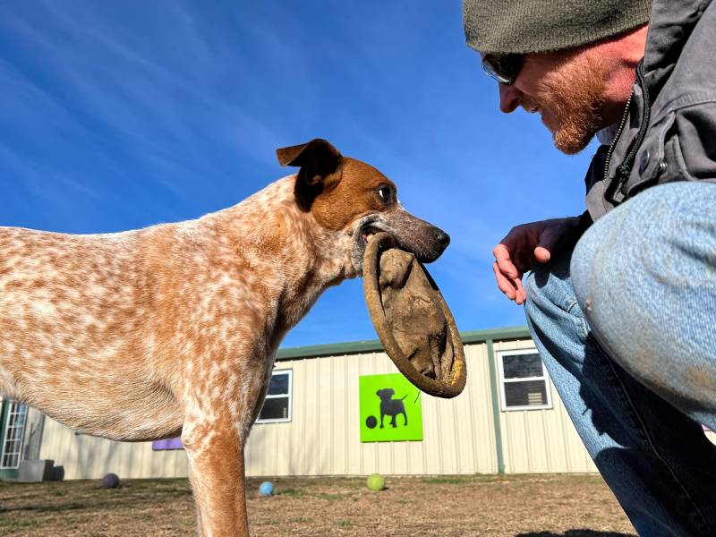 man playing with red heeler dog holding pet disc in mouth outside on sunny day