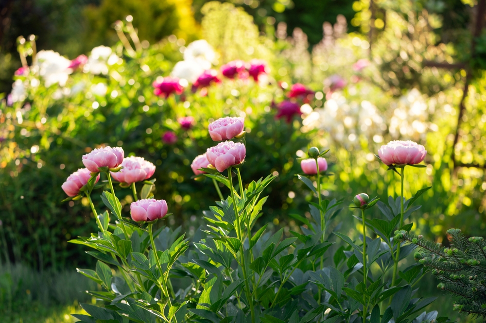 peonies blooming in summer cottage garden