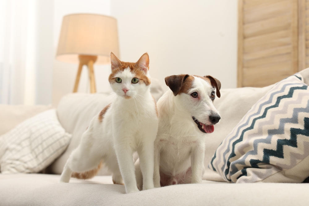 cat and dog on a sofa at home