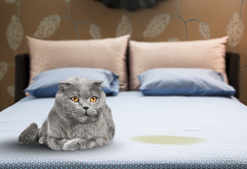 Cute cat sitting near wet or piss spot on the bed in the bedroom