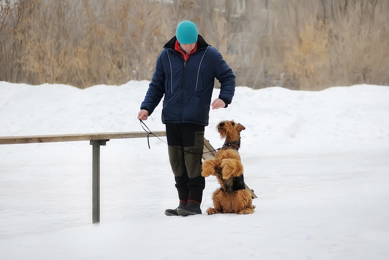 airedale terrier dog training