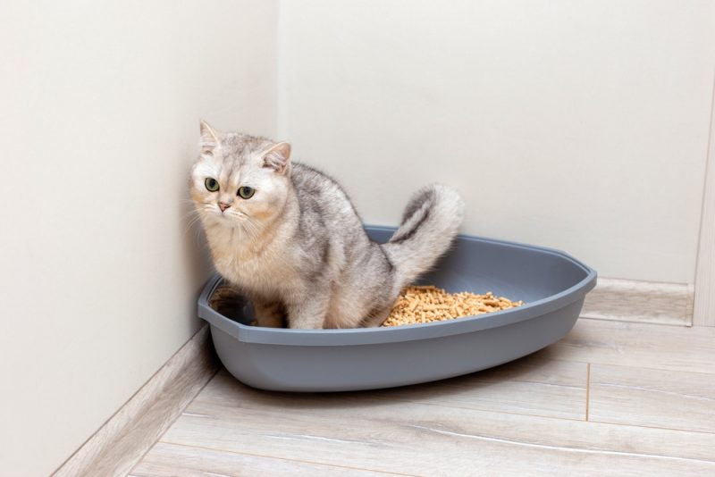 cat using a litter tray at home