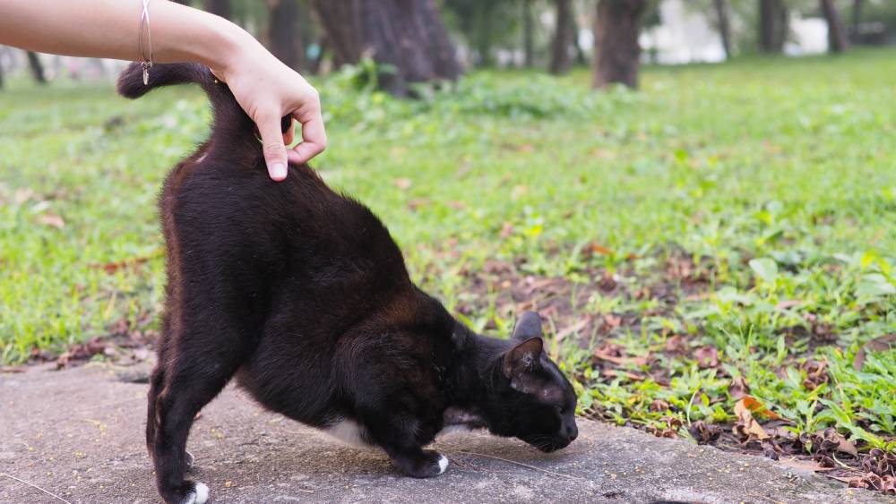 Why Do Cats Present You Their Butt? 6 Vet-Reviewed Causes