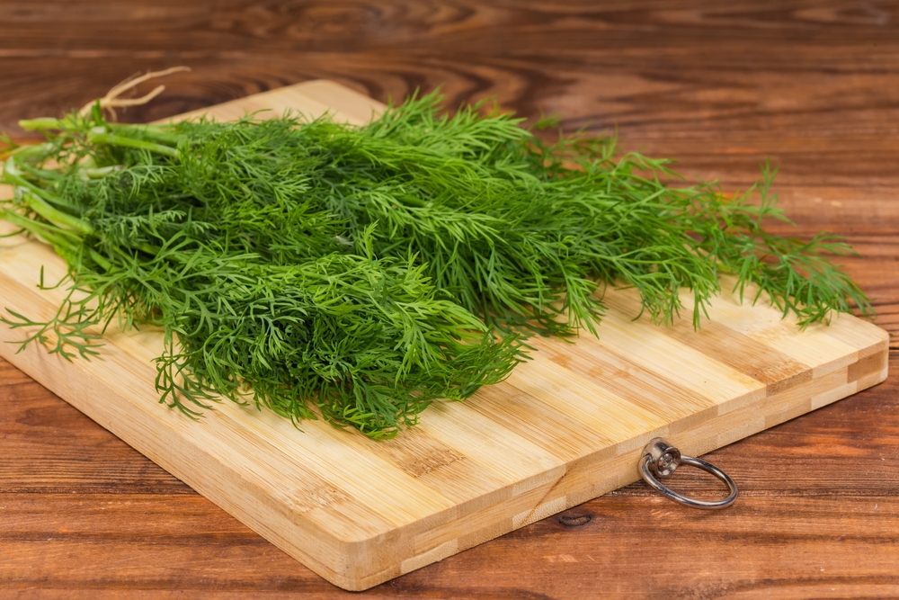 Can Canines Eat Dill? Vet-Verified Food plan Particulars & Preparation Ideas – Dogster