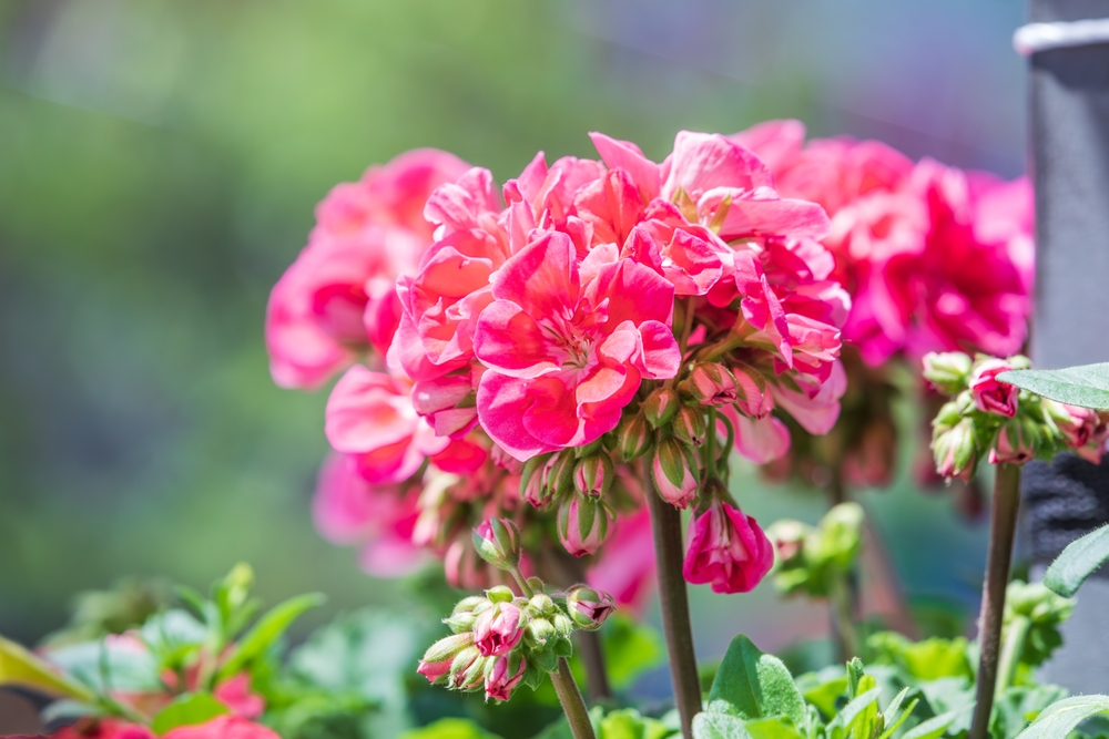 Are Geraniums Toxic to Canine? Vet-Verified Data & FAQ – Dogster