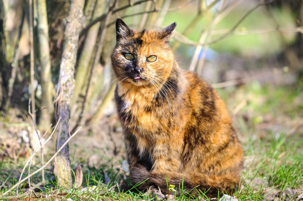 Tortoiseshell Cat: Information, Footage, Care & Information